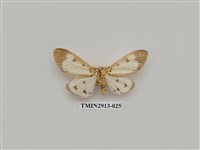 藏品(夜蛾7)的圖片